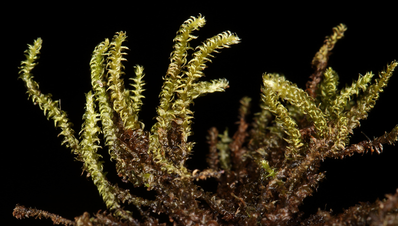 Hygrohypnum montanum